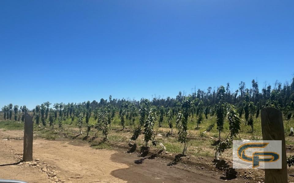 Los Niches - Los Castaños — foto 1